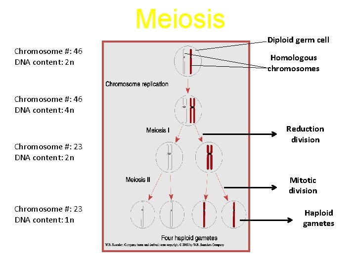 Meiosis Diploid germ cell Chromosome #: 46 DNA content: 2 n Homologous chromosomes Chromosome