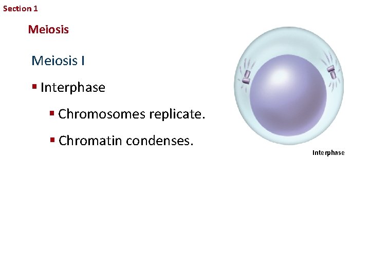 Section 1 Sexual Reproduction and Genetics Meiosis I § Interphase § Chromosomes replicate. §