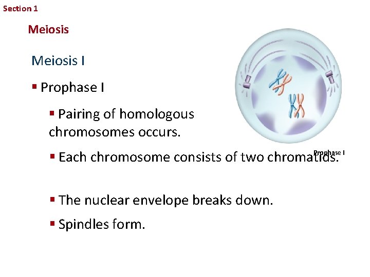 Section 1 Sexual Reproduction and Genetics Meiosis I § Prophase I § Pairing of