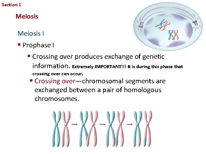 Section 1 Sexual Reproduction and Genetics Meiosis I § Prophase I § Crossing over