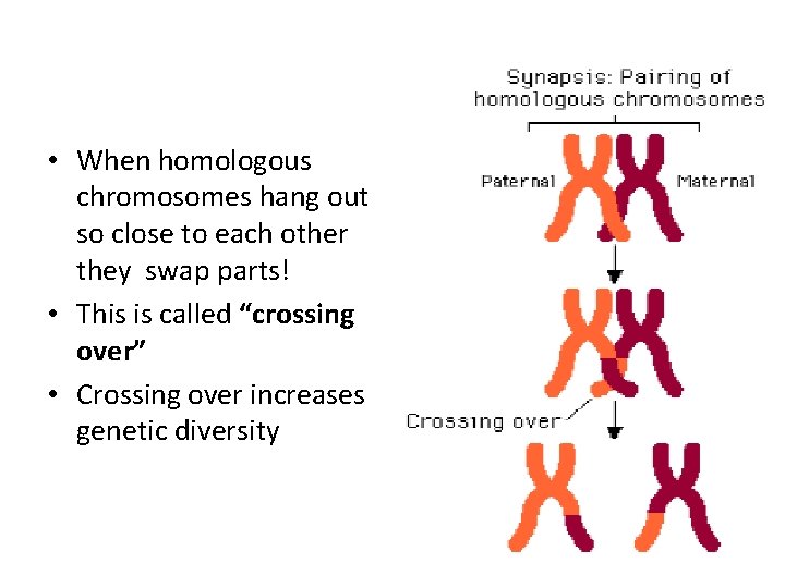  • When homologous chromosomes hang out so close to each other they swap
