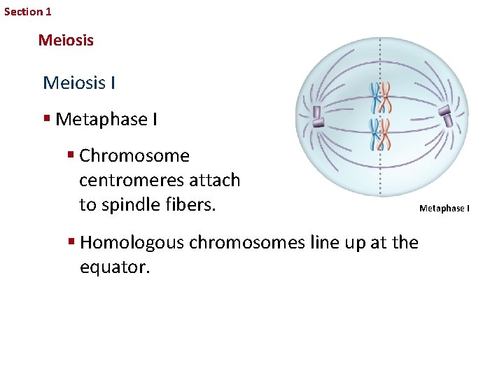 Section 1 Sexual Reproduction and Genetics Meiosis I § Metaphase I § Chromosome centromeres