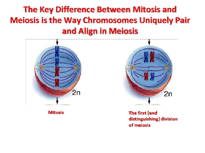 The Key Difference Between Mitosis and Meiosis is the Way Chromosomes Uniquely Pair and