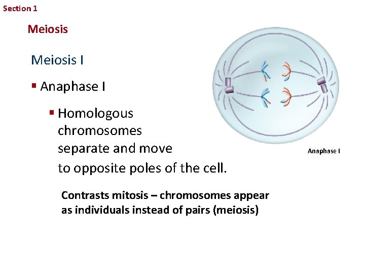 Section 1 Sexual Reproduction and Genetics Meiosis I § Anaphase I § Homologous chromosomes