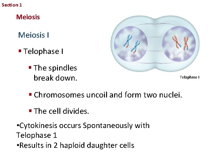 Section 1 Sexual Reproduction and Genetics Meiosis I § Telophase I § The spindles