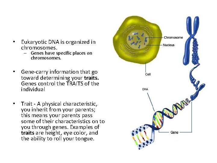  • Eukaryotic DNA is organized in chromosomes. – Genes have specific places on