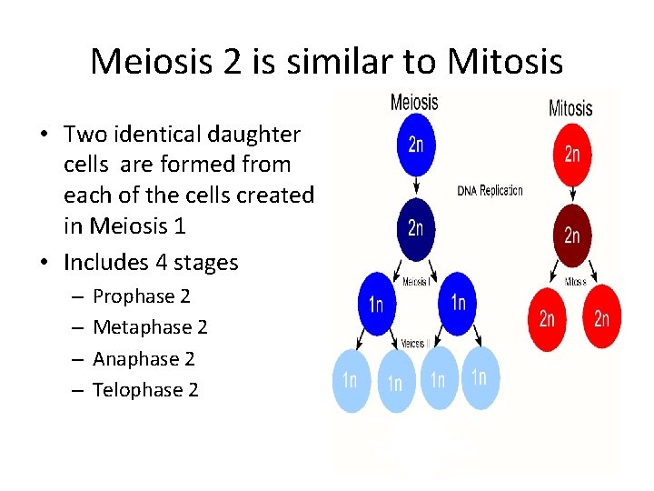Meiosis 2 is similar to Mitosis • Two identical daughter cells are formed from