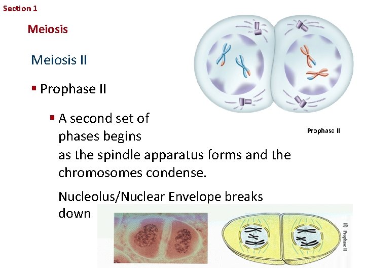 Section 1 Sexual Reproduction and Genetics Meiosis II § Prophase II § A second