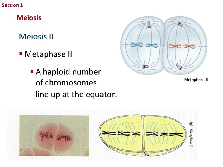 Section 1 Sexual Reproduction and Genetics Meiosis II § Metaphase II § A haploid