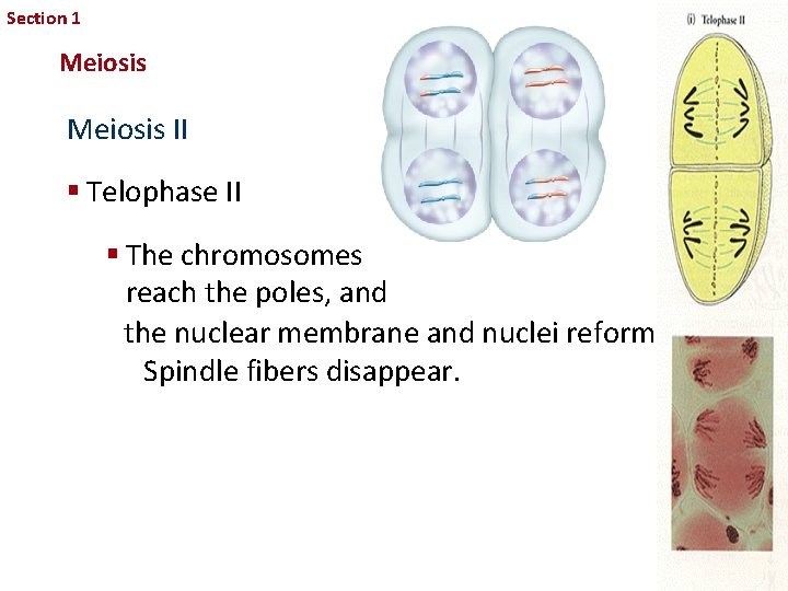 Section 1 Sexual Reproduction and Genetics Meiosis II § Telophase II § The chromosomes