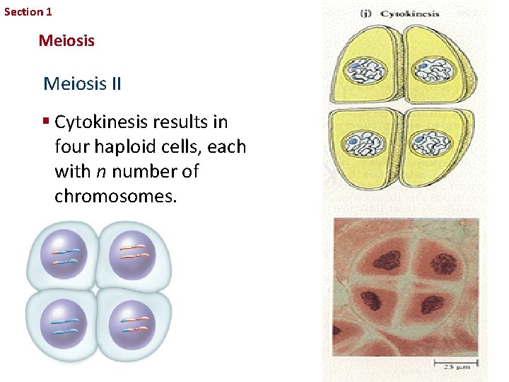 Section 1 Sexual Reproduction and Genetics Meiosis II § Cytokinesis results in four haploid