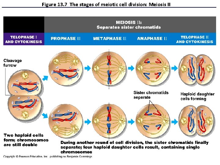 Figure 13. 7 The stages of meiotic cell division: Meiosis II 