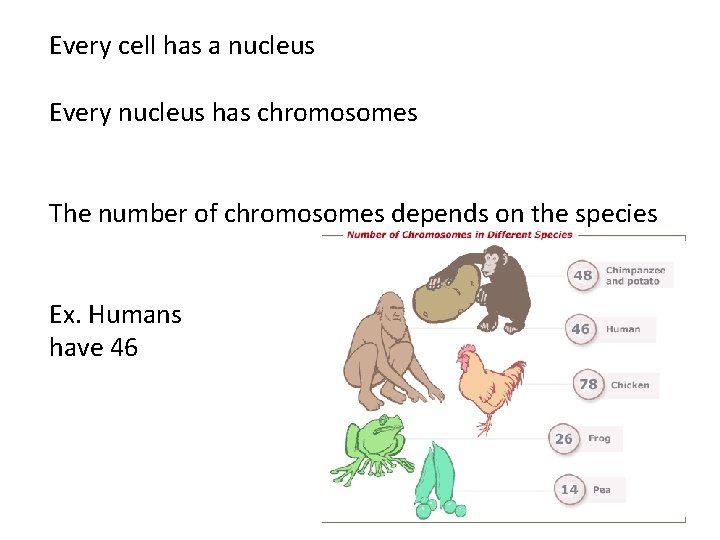 Every cell has a nucleus Every nucleus has chromosomes The number of chromosomes depends