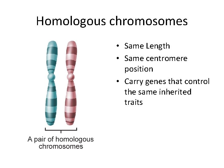 Homologous chromosomes • Same Length • Same centromere position • Carry genes that control