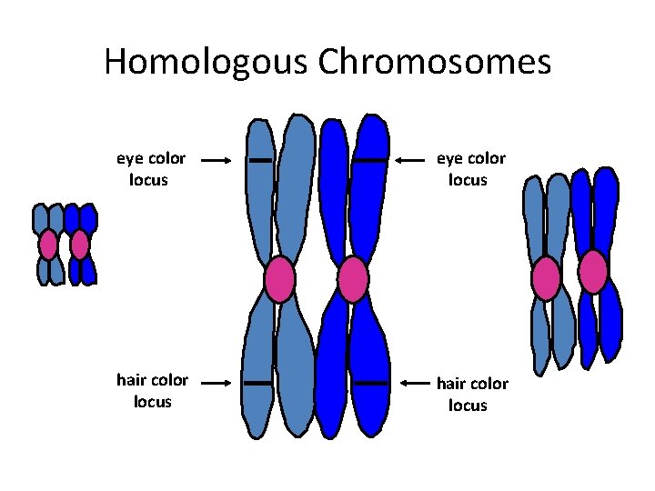 Homologous Chromosomes eye color locus hair color locus 