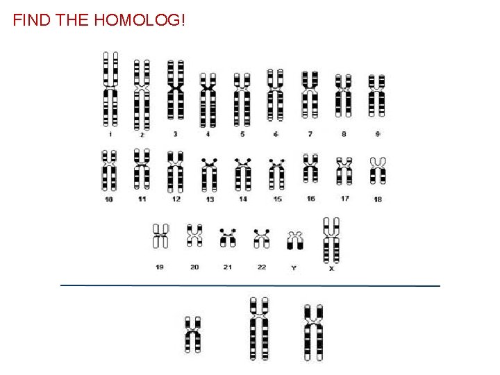 FIND THE HOMOLOG! 