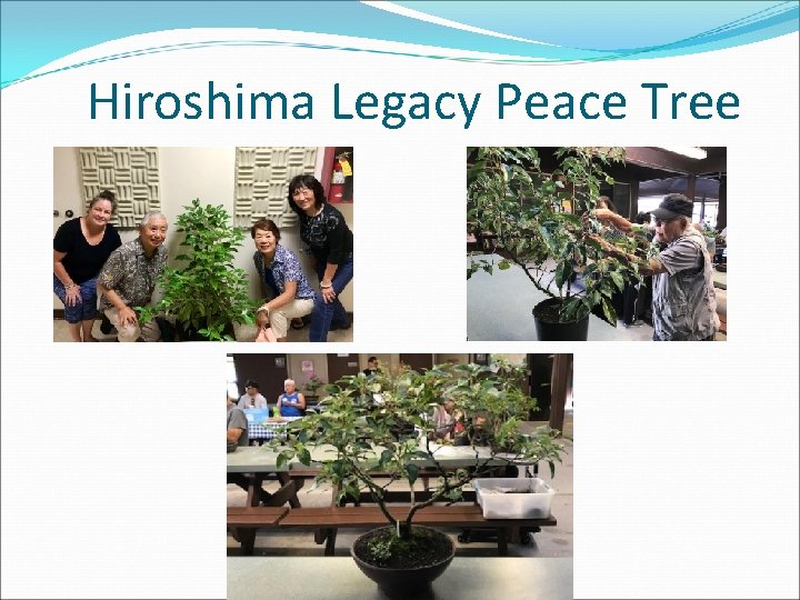 Hiroshima Legacy Peace Tree 
