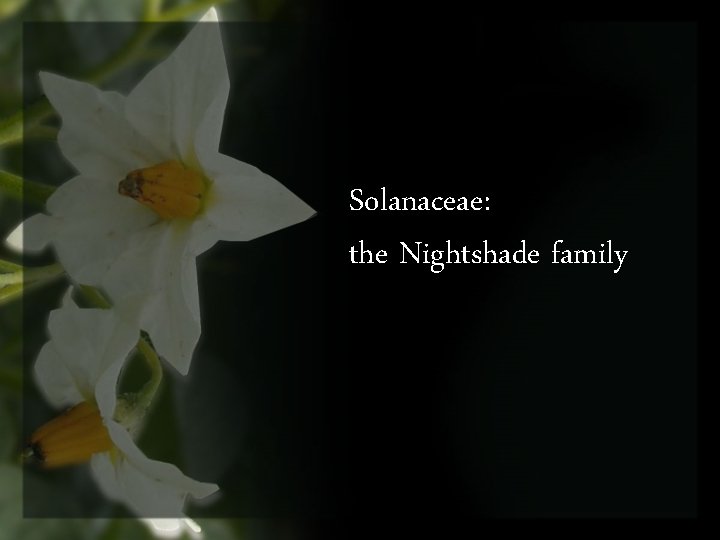 Solanaceae: the Nightshade family 