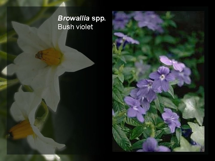 Browallia spp. Bush violet 