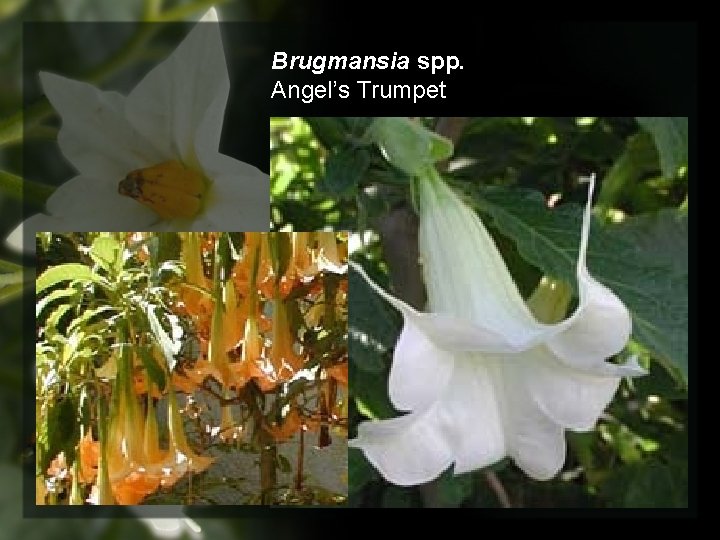 Brugmansia spp. Angel’s Trumpet 