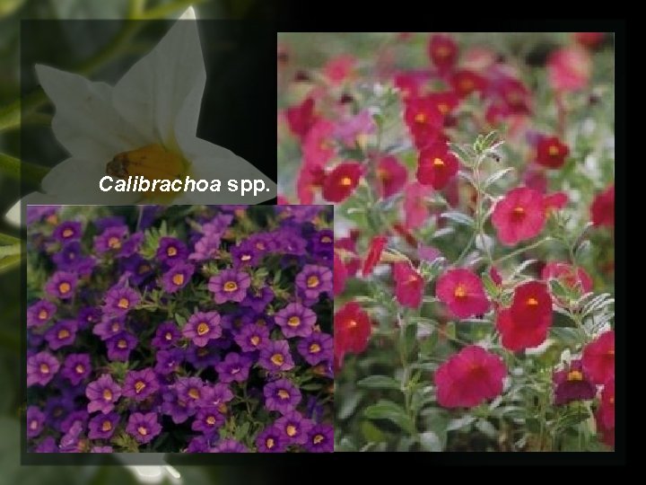 Calibrachoa spp. 