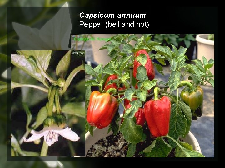 Capsicum annuum Pepper (bell and hot) 