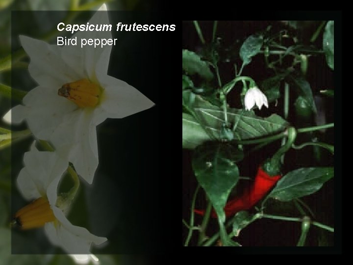 Capsicum frutescens Bird pepper 