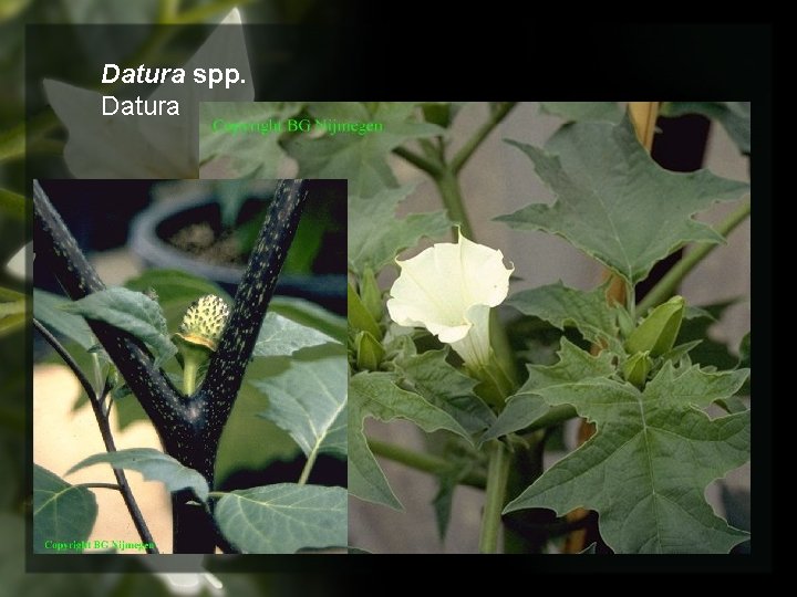 Datura spp. Datura 
