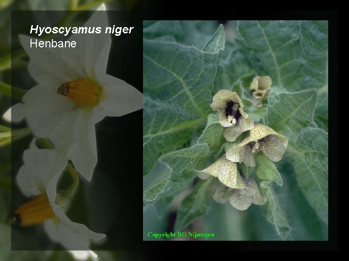 Hyoscyamus niger Henbane 