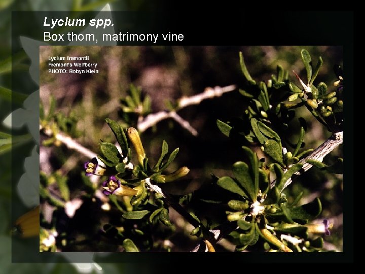 Lycium spp. Box thorn, matrimony vine 