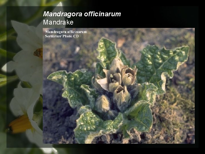 Mandragora officinarum Mandrake 