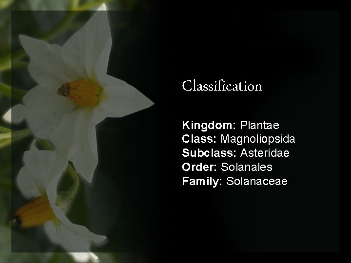 Classification Kingdom: Plantae Class: Magnoliopsida Subclass: Asteridae Order: Solanales Family: Solanaceae 