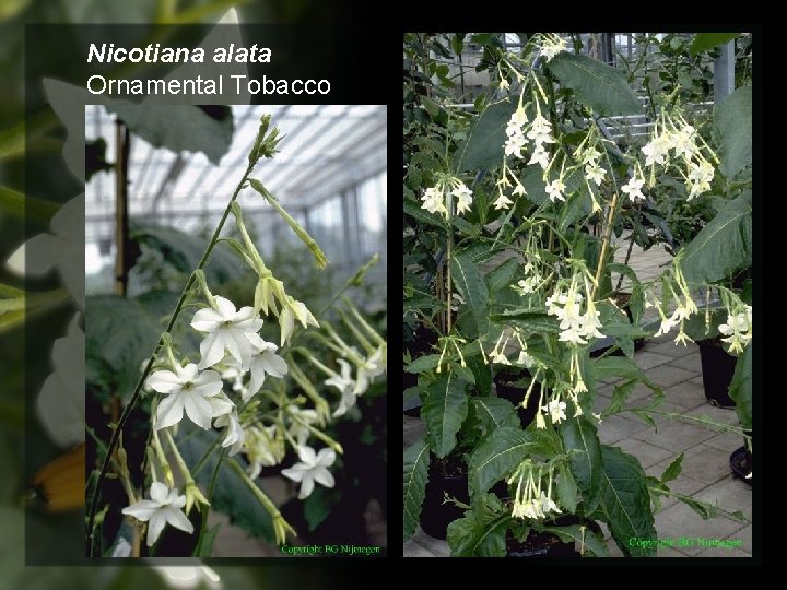 Nicotiana alata Ornamental Tobacco 