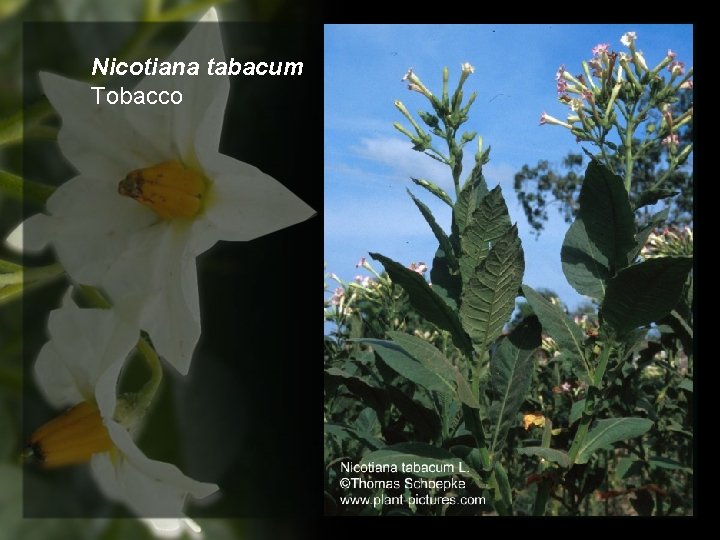 Nicotiana tabacum Tobacco 