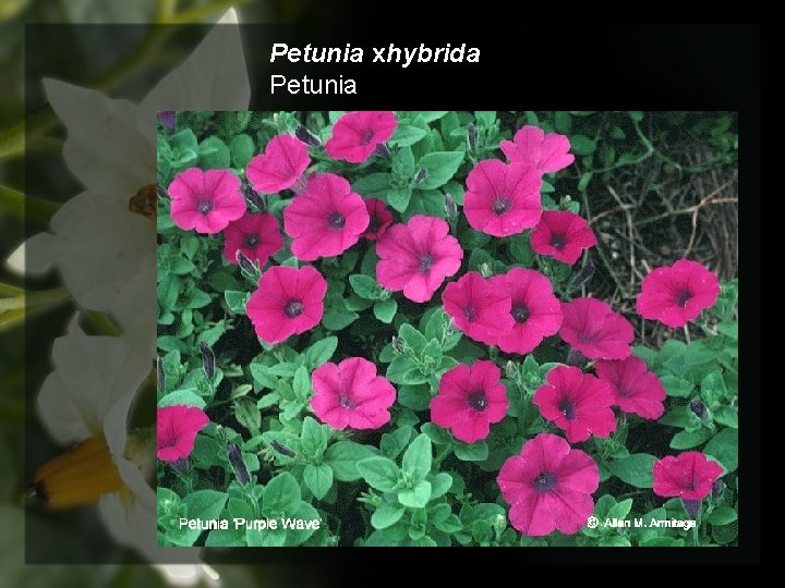 Petunia xhybrida Petunia 