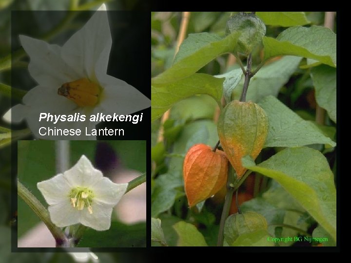 Physalis alkekengi Chinese Lantern 