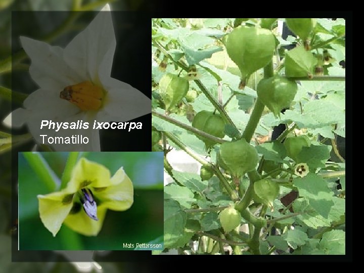 Physalis ixocarpa Tomatillo 