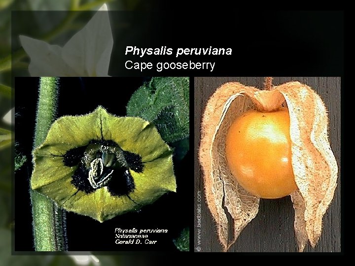 Physalis peruviana Cape gooseberry 