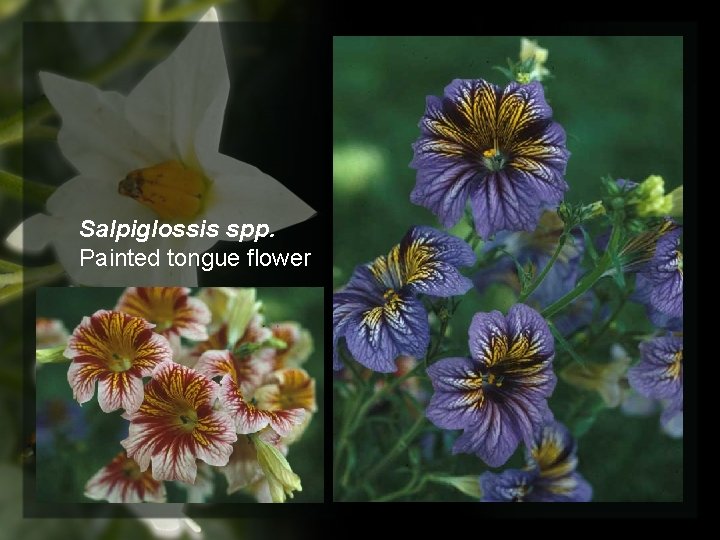 Salpiglossis spp. Painted tongue flower 