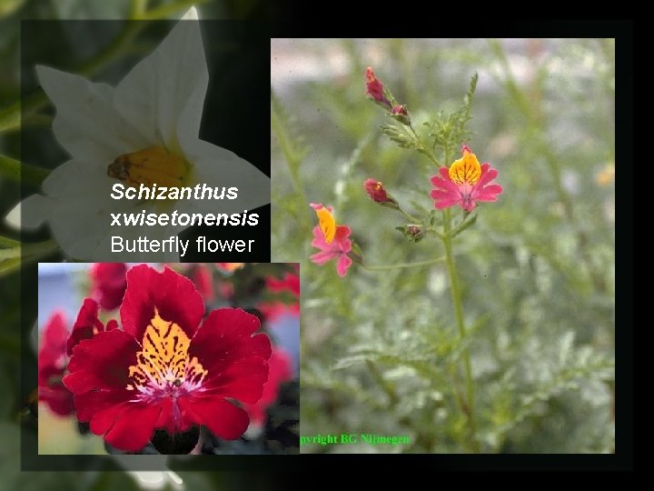 Schizanthus xwisetonensis Butterfly flower 