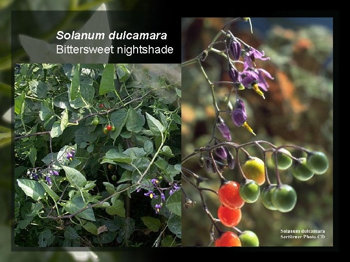 Solanum dulcamara Bittersweet nightshade 