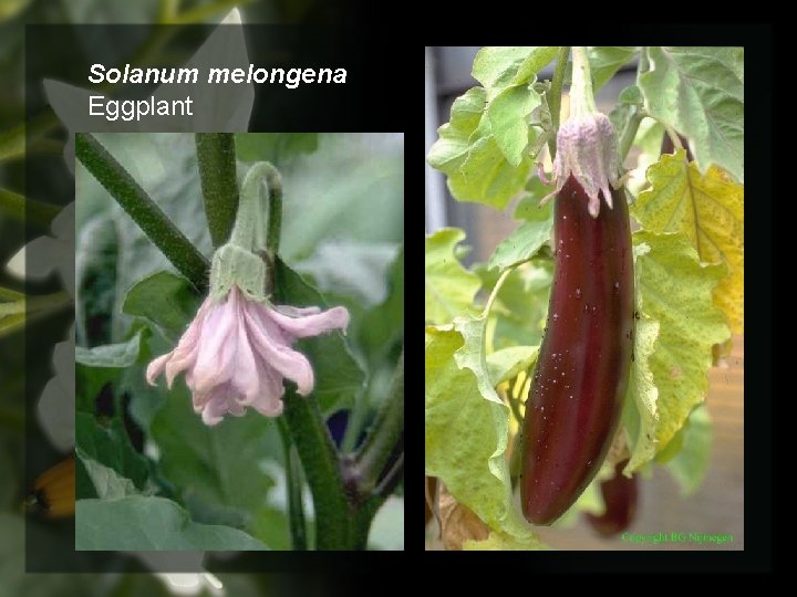 Solanum melongena Eggplant 