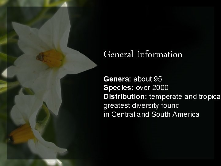 General Information Genera: about 95 Species: over 2000 Distribution: temperate and tropical greatest diversity