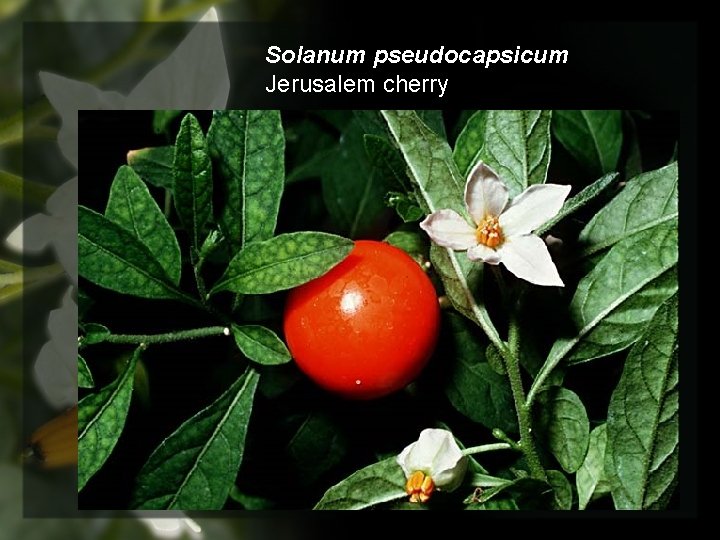 Solanum pseudocapsicum Jerusalem cherry 