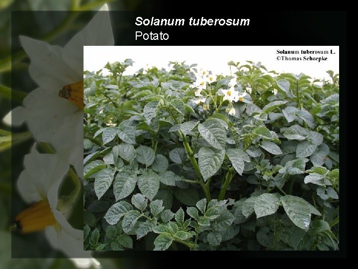 Solanum tuberosum Potato 