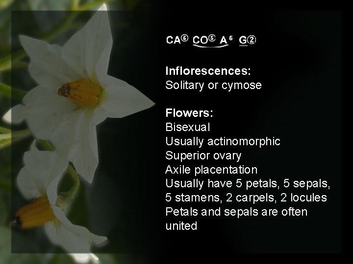 Inflorescences: Solitary or cymose Flowers: Bisexual Usually actinomorphic Superior ovary Axile placentation Usually have