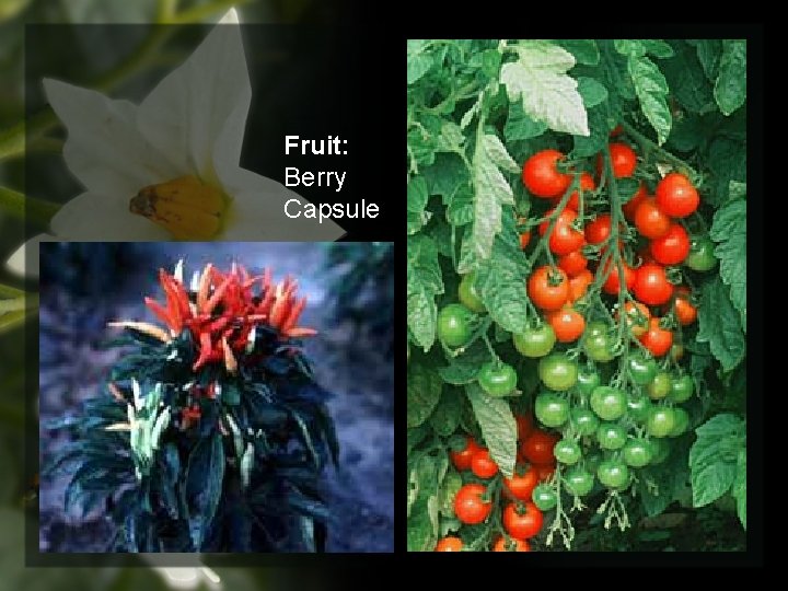 Fruit: Berry Capsule 
