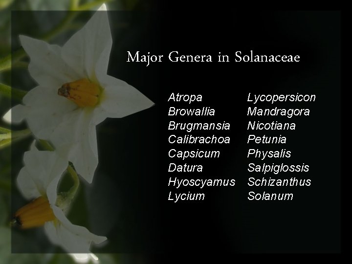 Major Genera in Solanaceae Atropa Browallia Brugmansia Calibrachoa Capsicum Datura Hyoscyamus Lycium Lycopersicon Mandragora