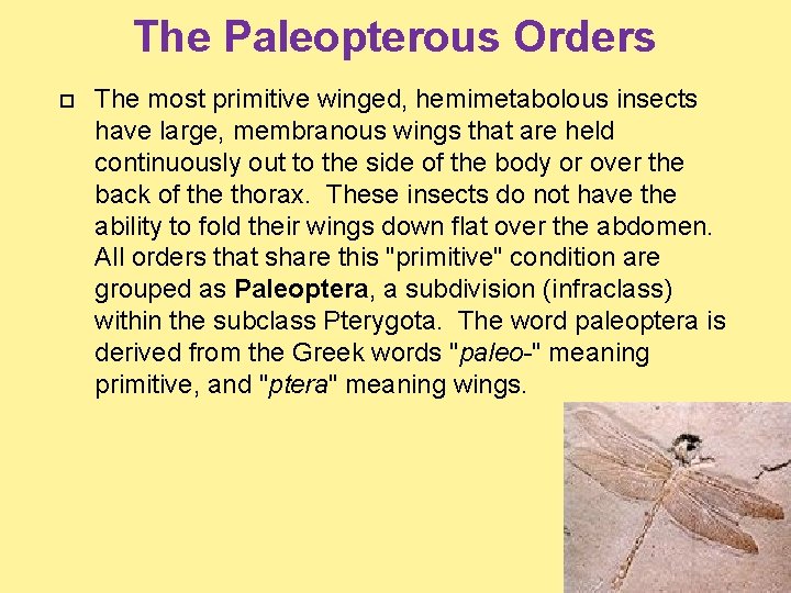 The Paleopterous Orders The most primitive winged, hemimetabolous insects have large, membranous wings that