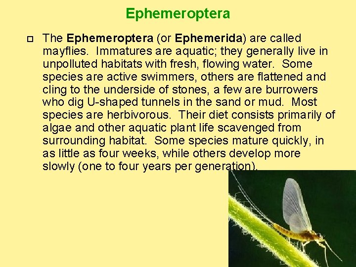 Ephemeroptera The Ephemeroptera (or Ephemerida) are called mayflies. Immatures are aquatic; they generally live